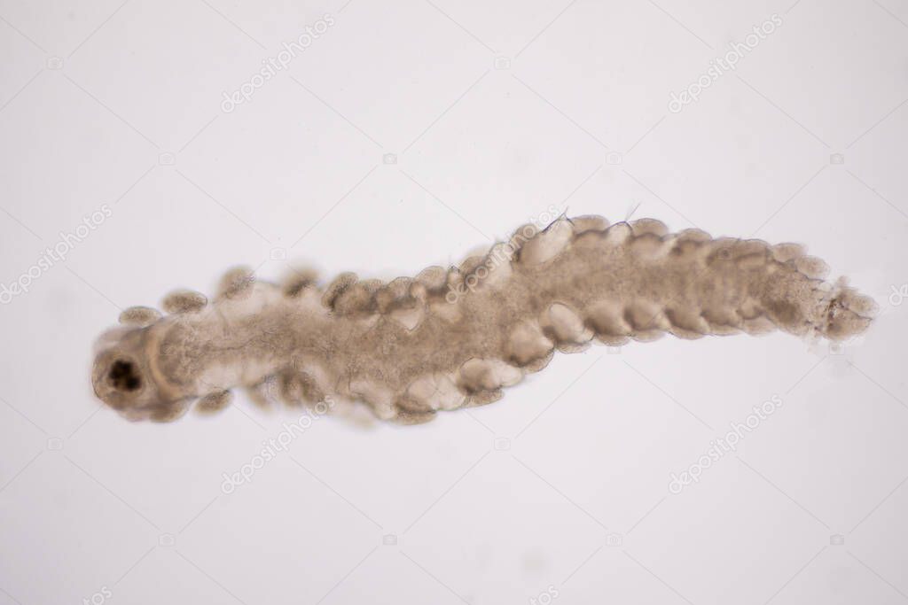 Microscopic polychaete or bristle worms under microscope view for education