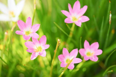 Güzel pembe yağmurlu zambak (Zephyranthes) Bulanık yeşil yapraklara yakın.
