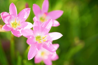 Güzel pembe yağmurlu zambak (Zephyranthes) Bulanık yeşil yapraklara yakın.