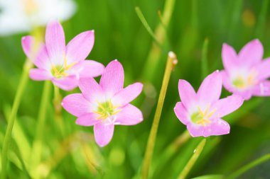 Güzel pembe yağmurlu zambak (Zephyranthes) Bulanık yeşil yapraklara yakın.