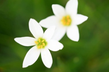 Güzel yağmurlu zambak (Zephyranthes) Bulanık yeşil yapraklara yakın.