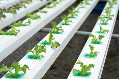 Aquaponic ya da hidroponik çiftçilikte taze organik meşe kültürü. Salata organik hidroponik çiftlik, yeşil salata sebze yaprağı, yeşil meşe ağacı.
