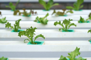 Aquaponic ya da hidroponik çiftçilikte taze organik meşe kültürü. Salata organik hidroponik çiftlik, yeşil salata sebze yaprağı, yeşil meşe ağacı.