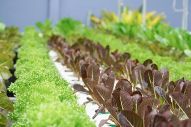 Aquaponic ya da hidroponik çiftçilikte taze organik kırmızı meşe kültürü. Salata organik hidroponik çiftlik, yeşil salata sebze yaprağı, Red Oak.