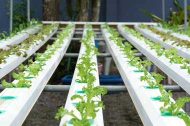 Aquaponic ya da hidroponik çiftçilikte taze organik meşe kültürü. Salata organik hidroponik çiftlik, yeşil salata sebze yaprağı, yeşil meşe ağacı.