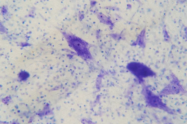 Eğitim için mikroskop altında beyindeki nöron hücreleri.