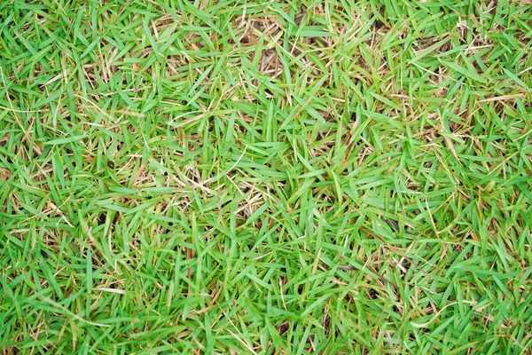 Zielony Trawnik Dla Tła Zielona Tekstura Tła Trawy — Zdjęcie stockowe