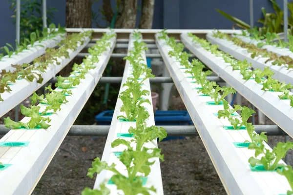 Aquaponic ya da hidroponik çiftçilikte taze organik meşe kültürü. Salata organik hidroponik çiftlik, yeşil salata sebze yaprağı, yeşil meşe ağacı.