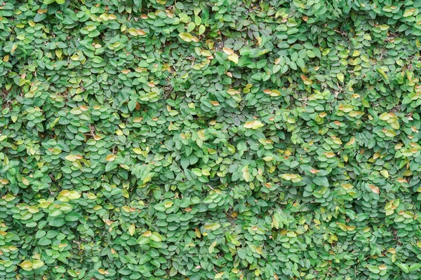 Green Tree Wall Background Texture Garden — Stock Photo, Image