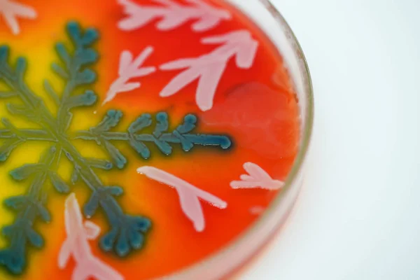Kunst Aus Der Kolonie Der Bakterien Kulturmedium Platte Mikrobiologie — Stockfoto
