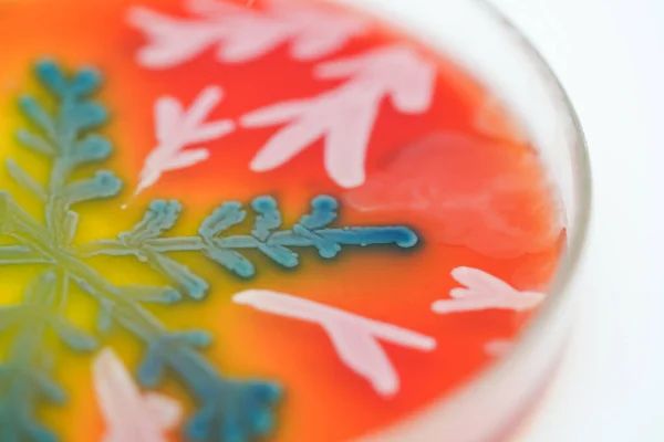 Kunst Aus Der Kolonie Der Bakterien Kulturmedium Platte Mikrobiologie — Stockfoto