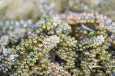 Deniz suyunda yetişen yosun üzümleri ve sağlıklı yiyecekler..