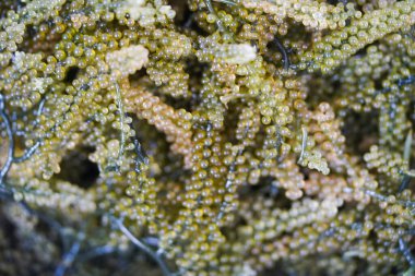 Deniz suyunda yetişen yosun üzümleri ve sağlıklı yiyecekler..