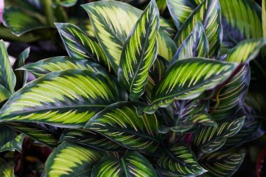 Yeşil Yaprak geçmişi. Yeşil yaprak dokusu.