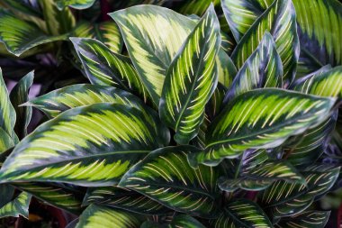 Yeşil Yaprak geçmişi. Yeşil yaprak dokusu.