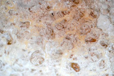 Taş arka planda eski kabuklar fosil