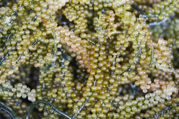 Uvas Algas Marinhas Cultivadas Água Mar Para Alimentação Alimentação Saudável — Fotografia de Stock