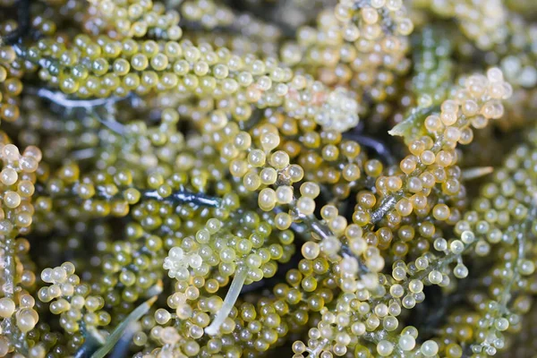 Uvas Algas Marinhas Cultivadas Água Mar Para Alimentação Alimentação Saudável — Fotografia de Stock