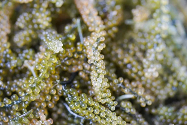 Uvas Algas Marinhas Cultivadas Água Mar Para Alimentação Alimentação Saudável — Fotografia de Stock