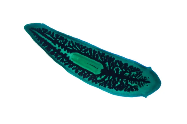 Planaria Flatworm Υπό Μικροσκόπιο Άποψη — Φωτογραφία Αρχείου