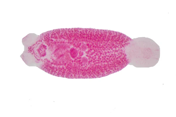Liver Fluke Parasitic Flatworm Cattle Other Grazing Animals — Stock Photo, Image