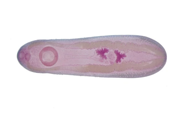 Liver Fluke Parasitic Flatworm Cattle Other Grazing Animals — 스톡 사진