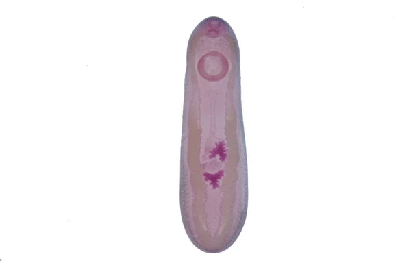 Γρίπη Του Ήπατος Parasitic Flatworm Βοοειδών Και Άλλων Χορτοφάγων Ζώων — Φωτογραφία Αρχείου
