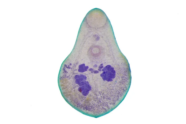 Liver Fluke Parasitic Flatworm Cattle Other Grazing Animals — 스톡 사진