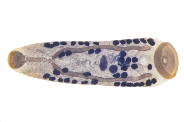 Γρίπη Του Ήπατος Parasitic Flatworm Βοοειδών Και Άλλων Χορτοφάγων Ζώων — Φωτογραφία Αρχείου