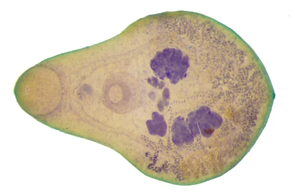 Liver Fluke Parasitic Flatworm Cattle Other Grazing Animals — 스톡 사진