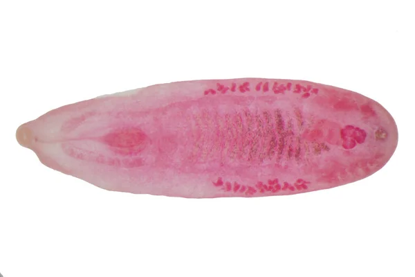 Sığır ve diğer otlayan hayvanların karaciğer kurdu (Parazit solucanı).