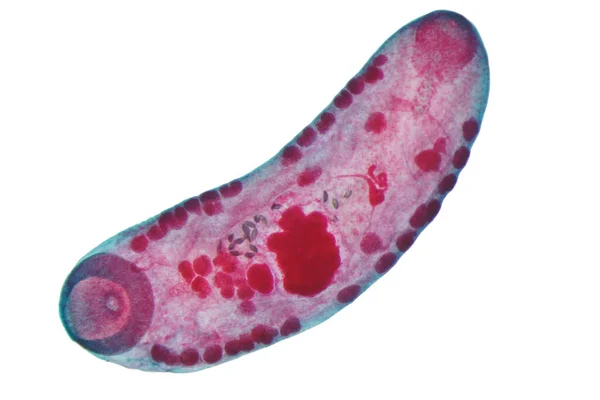 Γρίπη Του Ήπατος Parasitic Flatworm Βοοειδών Και Άλλων Χορτοφάγων Ζώων — Φωτογραφία Αρχείου