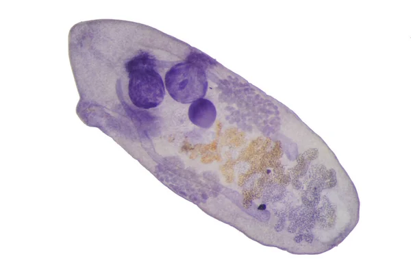 Liver Fluke Parasitic Flatworm Cattle Other Grazing Animals — 스톡 사진