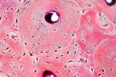 İnsan kompakt kemik dokusunun tarih bilimi mikroskop altında eğitim, kas kemiği bağlantısı ve bağ dokusu
