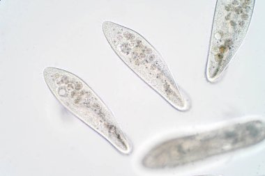 Paramesyum caudatum, mikroskop altında tek hücreli bir protozoan ve bakteri cinsidir.