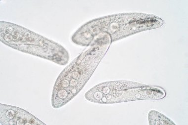 Paramesyum caudatum, mikroskop altında tek hücreli bir protozoan ve bakteri cinsidir.