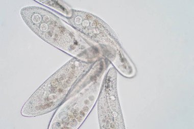 Paramesyum caudatum, mikroskop altında tek hücreli bir protozoan ve bakteri cinsidir.
