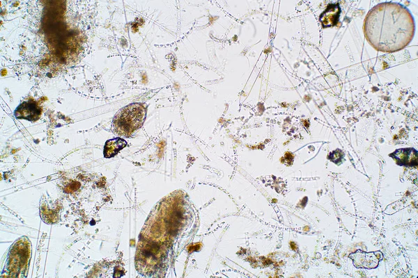 Plancton Acuático Marino Bajo Vista Del Microscopio —  Fotos de Stock