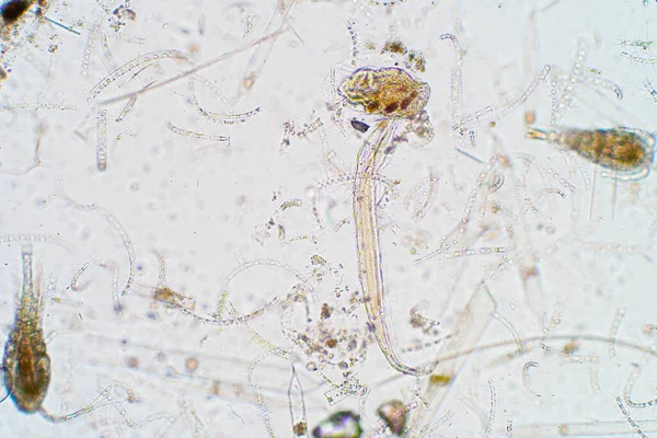 Θαλάσσιο Υδρόβιο Πλαγκτόν Μικροσκόπιο — Φωτογραφία Αρχείου