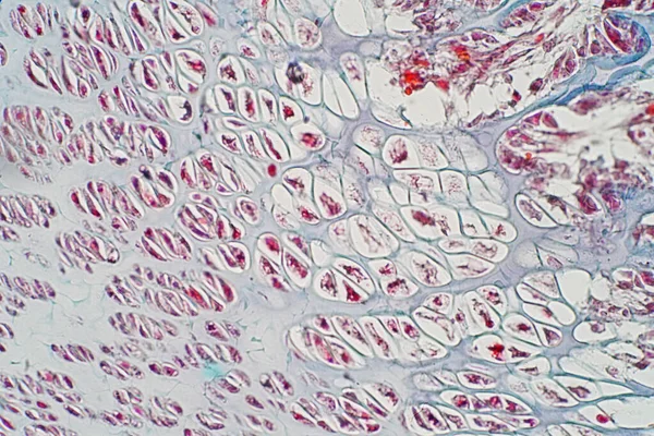 Sezione Ossea Della Cartilagine Umana Microscopio Fisiologia Istologica Umana — Foto Stock