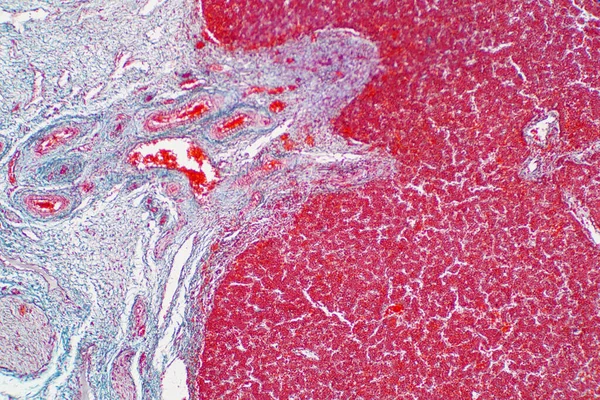 Human liver tissue under the microscope view. Histological for human physiology.