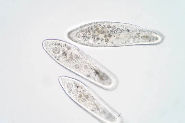 Paramesyum Caudatum Mikroskop Altında Tek Hücreli Bir Protozoan Bakteri Cinsidir — Stok fotoğraf