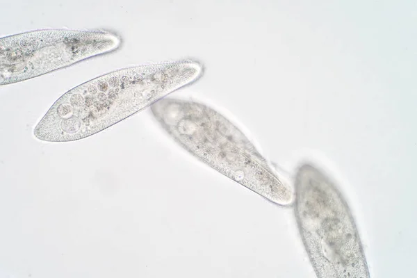 Paramecium Caudatum Mikroszkóp Alatt Egysejtű Protozoán Baktérium Nemzetsége — Stock Fotó