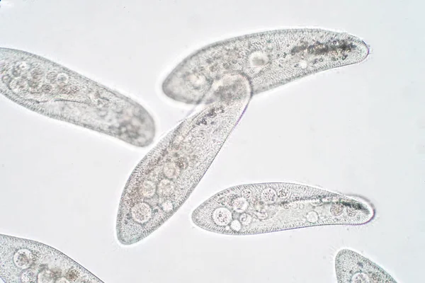 Paramesyum caudatum, mikroskop altında tek hücreli bir protozoan ve bakteri cinsidir.