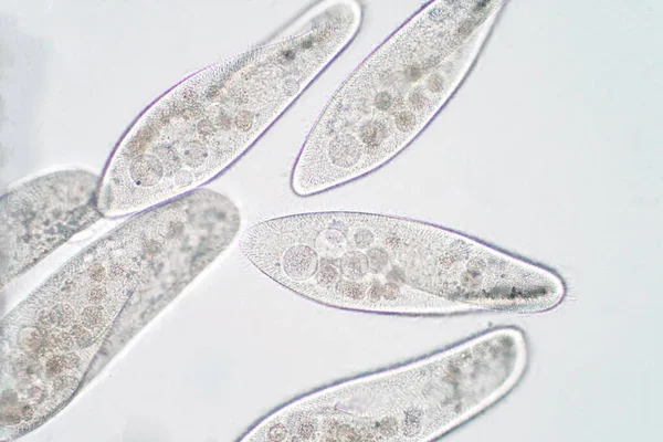 Paramecium Caudatum Rod Jednobuněčných Prvoků Bakterií Pod Mikroskopem — Stock fotografie