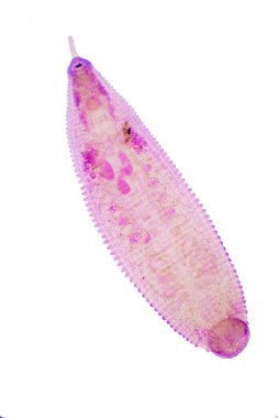 Eğitim için sığır sülüğü ve diğer otlayan hayvanlar mikroskop altında..