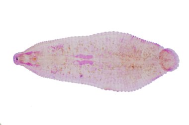 Eğitim için sığır sülüğü ve diğer otlayan hayvanlar mikroskop altında..