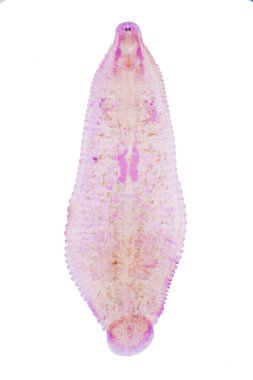 Eğitim için sığır sülüğü ve diğer otlayan hayvanlar mikroskop altında..