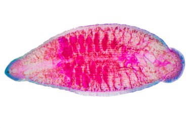 Eğitim için sığır sülüğü ve diğer otlayan hayvanlar mikroskop altında..