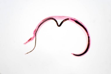 Whipworm (Trichuris trichiura), mikroskop altında eğitim için kullanılan parazit helminik nematod (yuvarlak solucan).